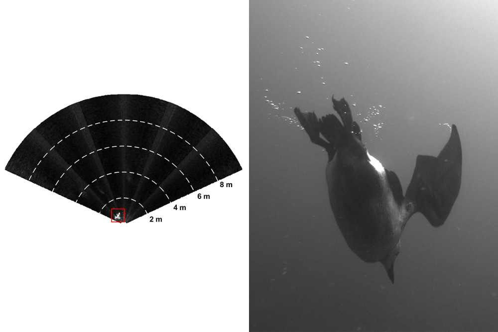 Tiny bird on sonar and clear bird with optical camera