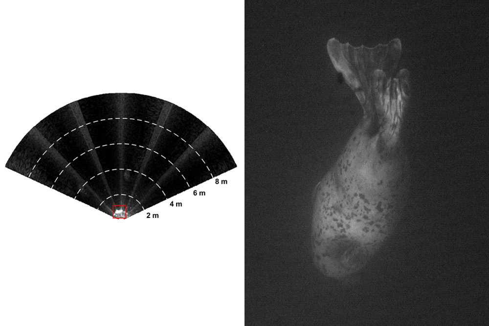 Tiny seal on sonar and clear seal with optical camera