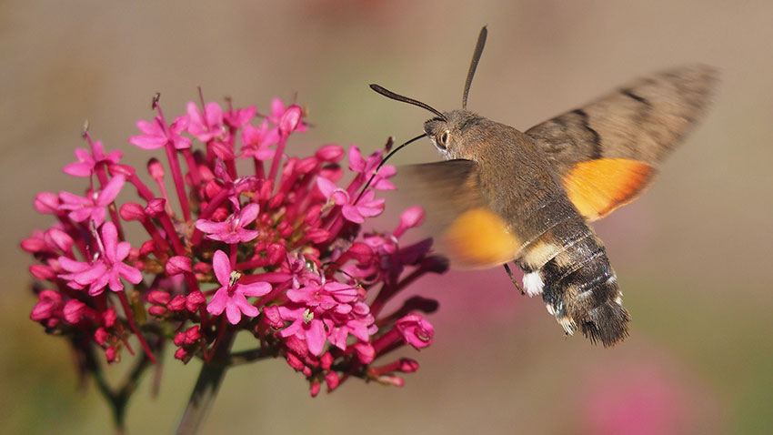 A moth hoving above flowers