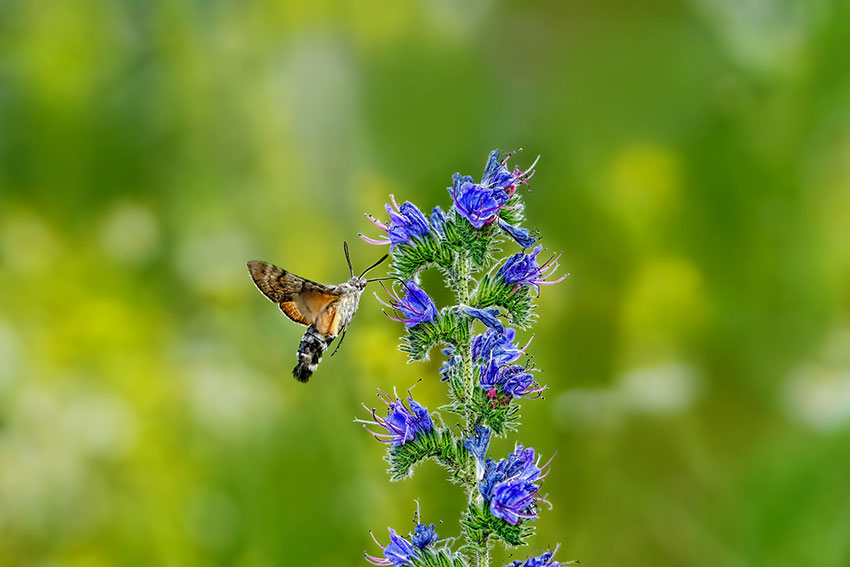 Moth hoving above flower