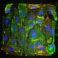 A layer of cells that coat the pulmonary artery grown on a bed of silicon microposts