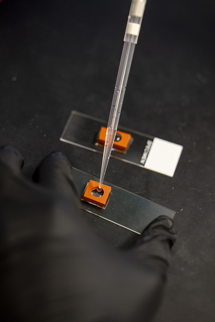 A pipette dispensing liquid onto a glass microscope slide