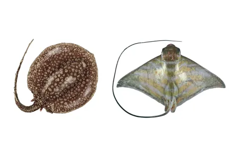 P. iwamae, the long-tailed river stingray and A. nichofii, the banded eagle ray