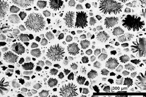 micrograph of vitrimer-based foams