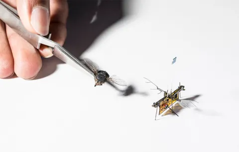 RoboFly and a real fly