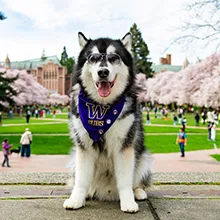 UW mascot
