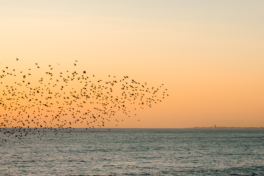 A flock of starling birds flying above the ocean against an orange sky.