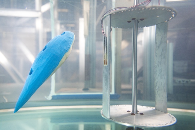 Silicone
        whale model inside a water tank