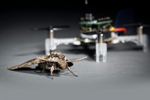 A moth sitting in front of a drone