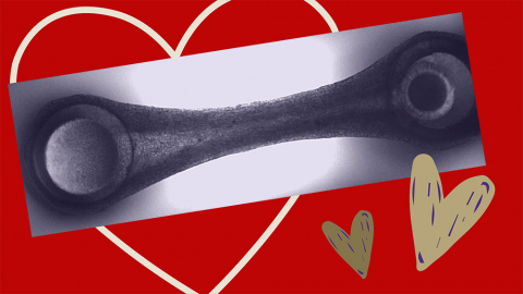 a still photo of a beating heart tissue against a red background with illustrated hearts
