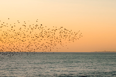 A flock of starling birds flying above the ocean against an orange sky.