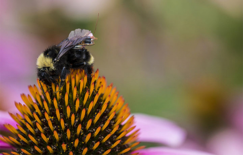 a bee with a sensor on its back