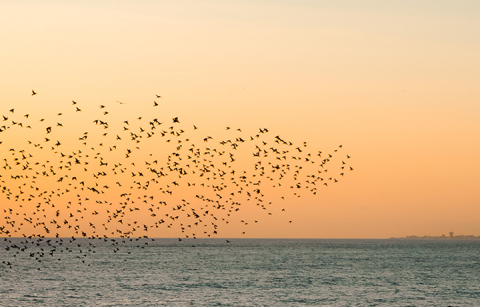 A flock of starling birds flying above the ocean against an orange sky.